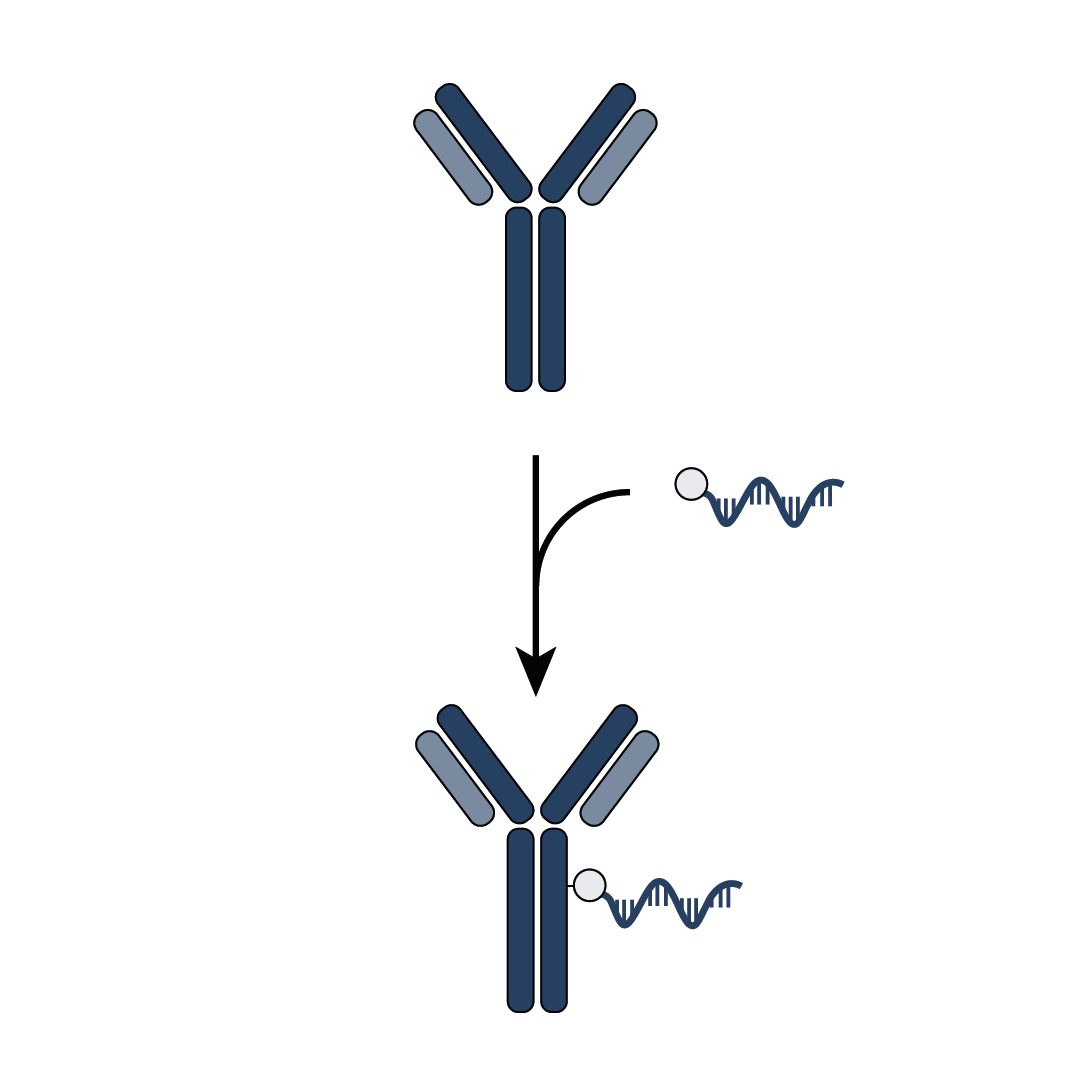 PICO Antibody Labeling Service